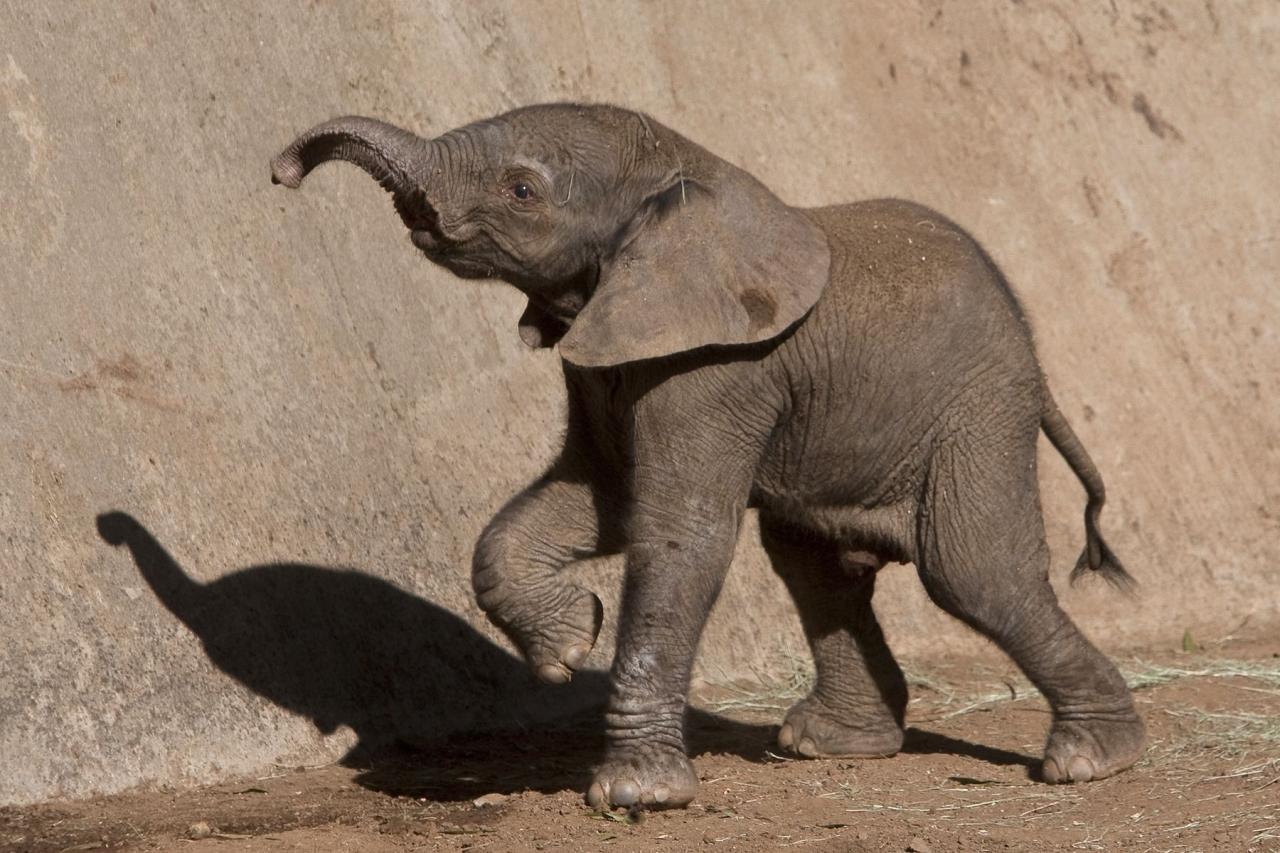 Elephant Family's Joyful Playtime at the Watering Hole in Addo Elephant Park, South Africa